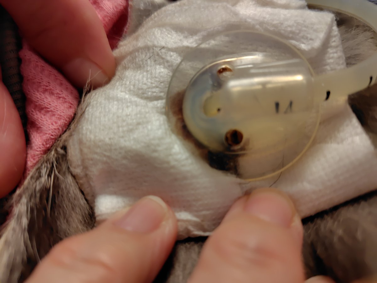 curlcats4's tweet photo. ガーゼ交換は綺麗な水で濡らしたガーゼで汚れをゴシゴシ(え？そんな力入れて大丈夫？)。アルコール消毒はチューブが劣化するので水で汚れを落としてください、だって。ガーゼも何枚かくださったけど別に滅菌とかじゃなさげ。まぁ確かに傷口が化膿してるわけではないけど…ちょっと拍子抜け😥でした。 https://t.co/bup0Asch8Y