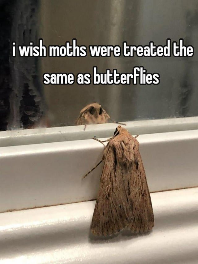 The_vacuous_NPC's tweet photo. @motheinsect https://t.co/ao6hMGZySc