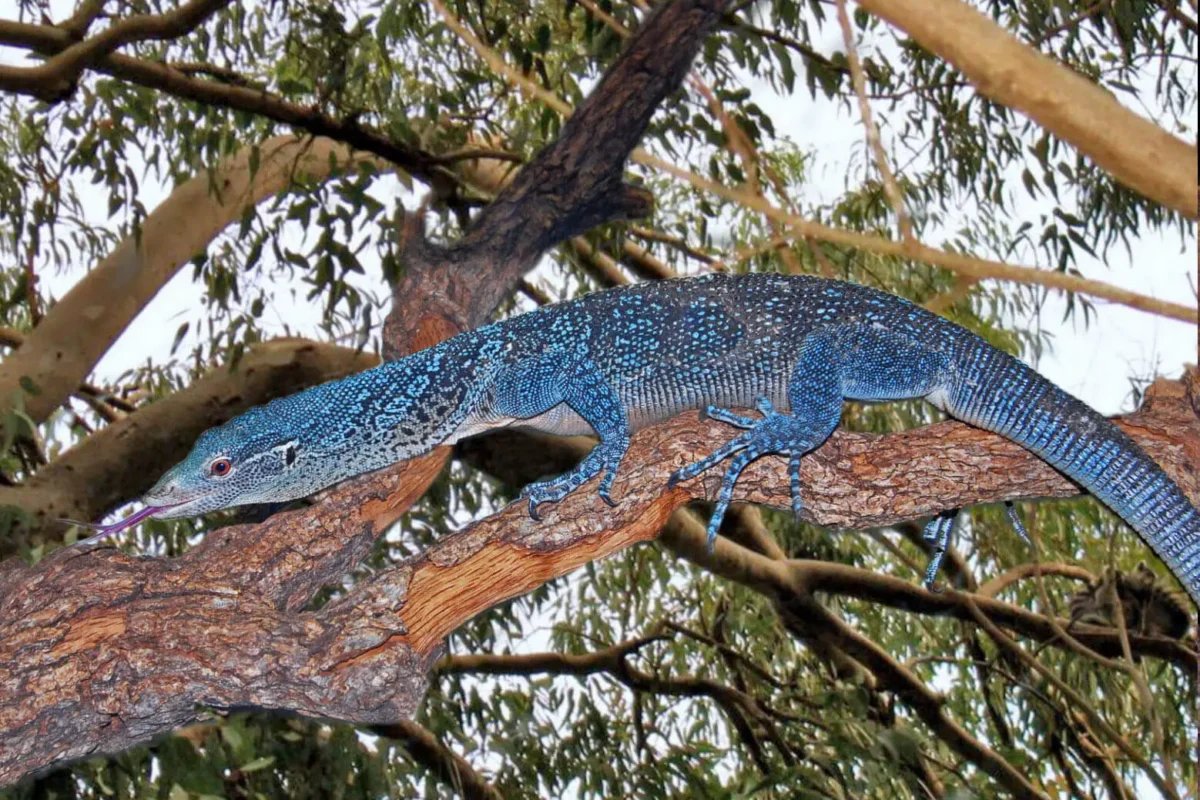 MongabayID's tweet photo. Dikenal dengan keindahan warna sisik birunya yang memukau, biawak pohon biru (Varanus macraei) merupakan salah satu satwa endemik paling istimewa di Indonesia yang hanya dapat ditemukan di Pulau Batanta, Kepulauan Raja Ampat, Papua Barat Daya. https://t.co/gut7pMDe3h