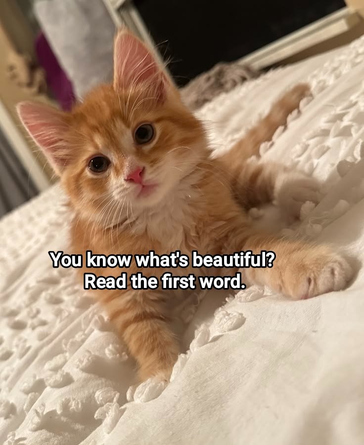 Meowversetwt's tweet photo. https://t.co/OQbT5qnpgn