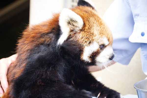 rodpanda21's tweet photo. ソラさん🍎
市川市動植物園
#ソラ
#lesserpanda #redpanda #レッドパンダ #小熊貓 #シセンレッサーパンダ #レッサーパンダ
#動物 #動物園 #zoo #animal #動物写真 #動物園写真 #animalphoto #zoophoto
#動物が好き #レッサーパンダが好き
#市川市動植物園
🎸 https://t.co/vzuCI83y7u