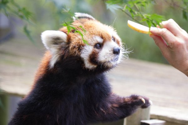 rodpanda21's tweet photo. ソラさん🍎
市川市動植物園
#ソラ
#lesserpanda #redpanda #レッドパンダ #小熊貓 #シセンレッサーパンダ #レッサーパンダ
#動物 #動物園 #zoo #animal #動物写真 #動物園写真 #animalphoto #zoophoto
#動物が好き #レッサーパンダが好き
#市川市動植物園
🎸 https://t.co/tPnPj1gHID