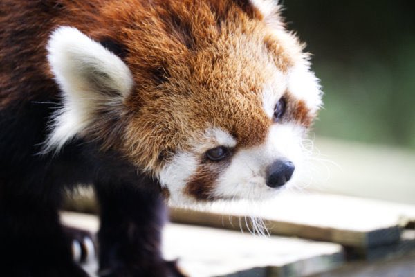 rodpanda21's tweet photo. ソラさん🍎
市川市動植物園
#ソラ
#lesserpanda #redpanda #レッドパンダ #小熊貓 #シセンレッサーパンダ #レッサーパンダ
#動物 #動物園 #zoo #animal #動物写真 #動物園写真 #animalphoto #zoophoto
#動物が好き #レッサーパンダが好き
#市川市動植物園
🎸 https://t.co/tPnPj1gHID