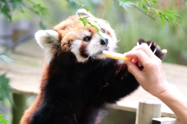rodpanda21's tweet photo. ソラさん🍎
市川市動植物園
#ソラ
#lesserpanda #redpanda #レッドパンダ #小熊貓 #シセンレッサーパンダ #レッサーパンダ
#動物 #動物園 #zoo #animal #動物写真 #動物園写真 #animalphoto #zoophoto
#動物が好き #レッサーパンダが好き
#市川市動植物園
🎸 https://t.co/tPnPj1gHID