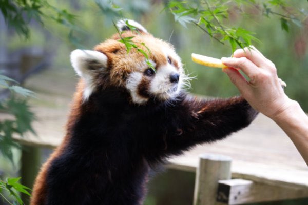 rodpanda21's tweet photo. ソラさん🍎
市川市動植物園
#ソラ
#lesserpanda #redpanda #レッドパンダ #小熊貓 #シセンレッサーパンダ #レッサーパンダ
#動物 #動物園 #zoo #animal #動物写真 #動物園写真 #animalphoto #zoophoto
#動物が好き #レッサーパンダが好き
#市川市動植物園
🎸 https://t.co/tPnPj1gHID