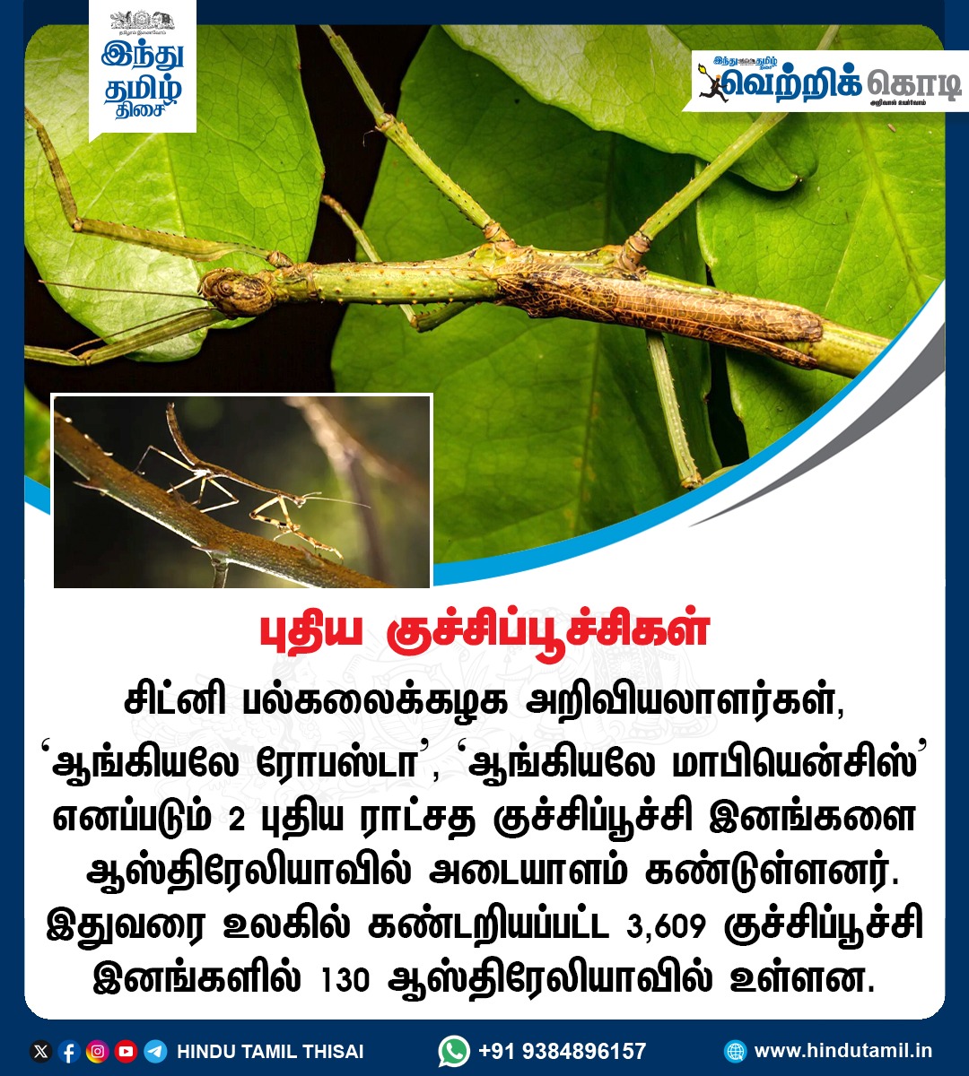 TamilTheHindu's tweet photo. புதிய குச்சிப்பூச்சிகள்
#StickInsect https://t.co/EfjEH7ONOp