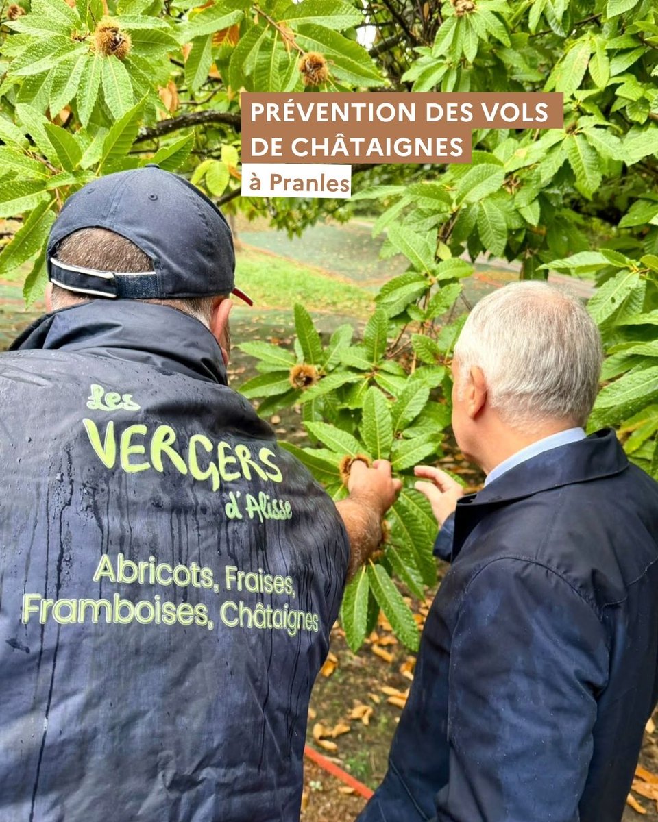 Image de Préfet de l'Ardèche - #Agriculture | 🌰 La récolte des châtaignes débute en Ardèche : respectons le travail des castanéicu