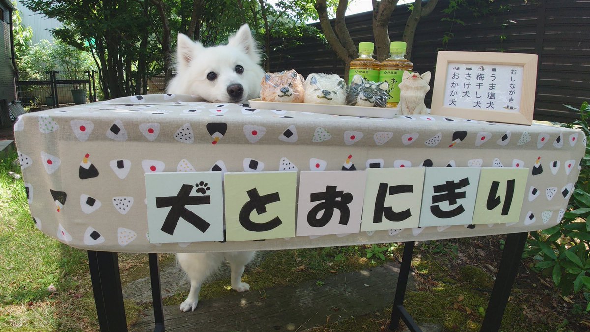 kukuri_shibainu's tweet photo. お客さんいっぱい来ないかな〜。 https://t.co/6sajaSUpi9
