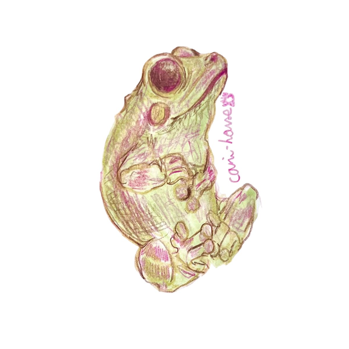 cani_house's tweet photo. #くりんくりん

#スケッチ　#イラスト　#アナログイラスト　#illustration  #art  #色鉛筆　#毎日投稿　#イエアメガエル　#カエル　#蛙　#Litoriacaerulea  #frog https://t.co/e61n0vArHh