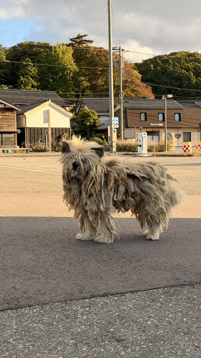 38_youu's tweet photo. 今朝 珠洲市、道の駅 狼煙にて。迷い犬か野良犬。地域の人に聞くと2年半ほど前から現れるようになったとか。人を恐れる様子はない。保護されて欲しい。 https://t.co/yXl6QTdiHv