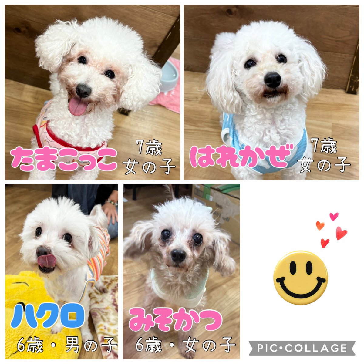 hogokensakai's tweet photo. 🐶現在の里親募集メンバーです🐶

※ふれあいの方は
土日祝日90分制
平日フリータイム制
(満席時は90分制にご協力下さい🙇🏻‍♀️)

※問い合わせはお電話でお願いします🤙

#保護犬カフェ堺店
📮大阪府堺市北区東雲東町3-6-20
🚃JR堺市駅から徒歩8分
☎️072-230-4800
⏰12時～20時
#譲渡会 #保護犬 #里親募集 https://t.co/QQKLlI28Tj