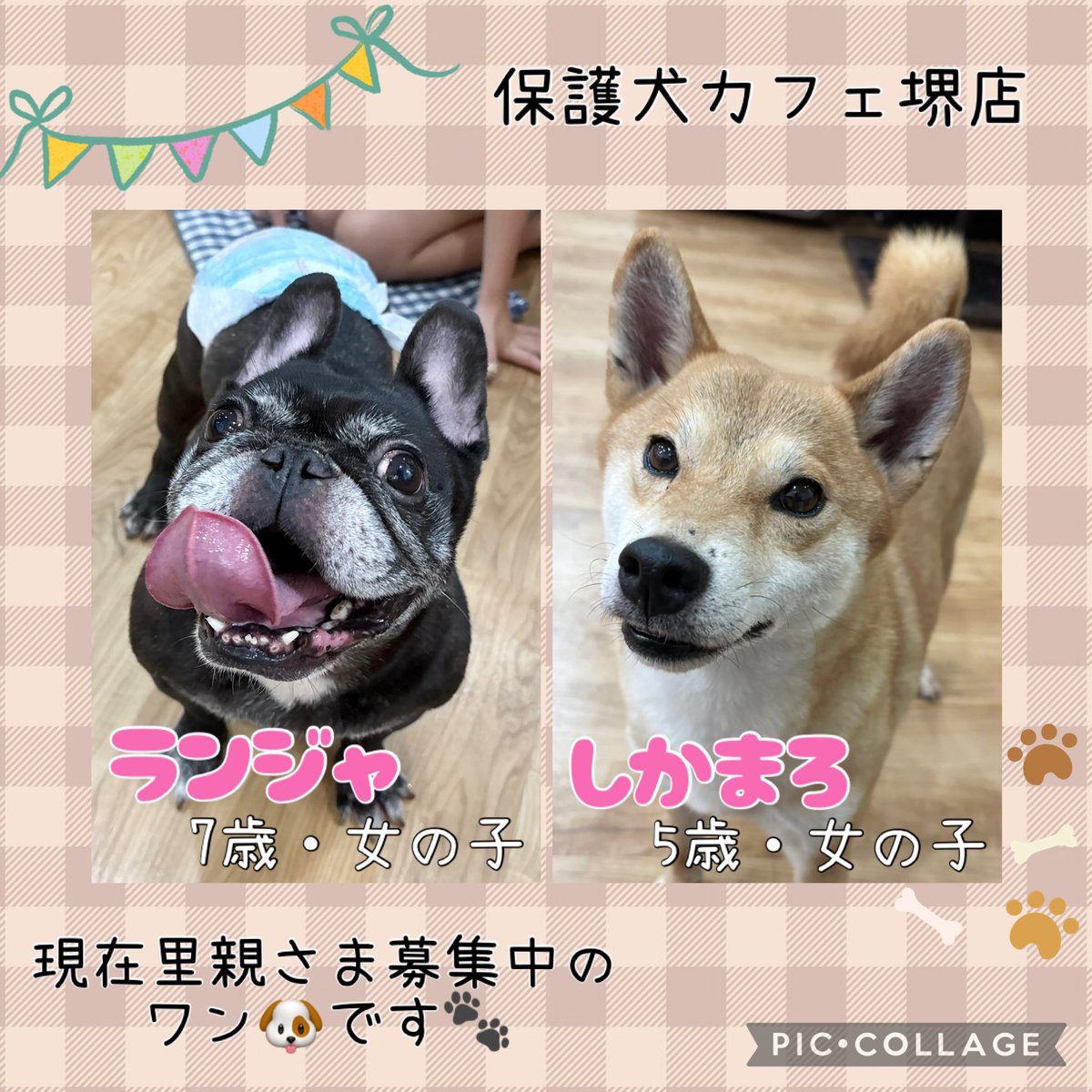 hogokensakai's tweet photo. 🐶現在の里親募集メンバーです🐶

※ふれあいの方は
土日祝日90分制
平日フリータイム制
(満席時は90分制にご協力下さい🙇🏻‍♀️)

※問い合わせはお電話でお願いします🤙

#保護犬カフェ堺店
📮大阪府堺市北区東雲東町3-6-20
🚃JR堺市駅から徒歩8分
☎️072-230-4800
⏰12時～20時
#譲渡会 #保護犬 #里親募集 https://t.co/QQKLlI28Tj