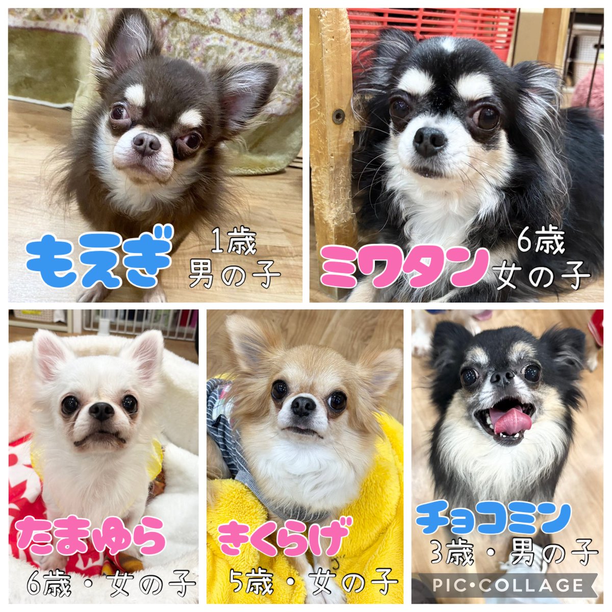 hogokensakai's tweet photo. 🐶現在の里親募集メンバーです🐶

※ふれあいの方は
土日祝日90分制
平日フリータイム制
(満席時は90分制にご協力下さい🙇🏻‍♀️)

※問い合わせはお電話でお願いします🤙

#保護犬カフェ堺店
📮大阪府堺市北区東雲東町3-6-20
🚃JR堺市駅から徒歩8分
☎️072-230-4800
⏰12時～20時
#譲渡会 #保護犬 #里親募集 https://t.co/QQKLlI28Tj
