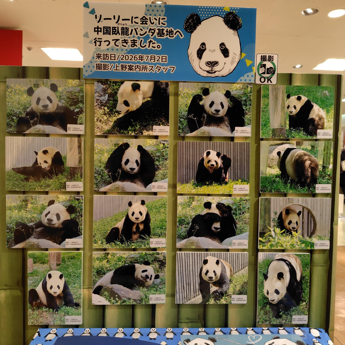 yuncaasu's tweet photo. #上野案内所　で毎��ンさんの写真集を買ってきました🐼いろいろおまけ付🙌スマホ待ち受けリーリーだから毎日思ってるけど久しぶりに強めにやっぱりリーリーかわいい大好きって思った🥰 https://t.co/wsGlLtcHm4