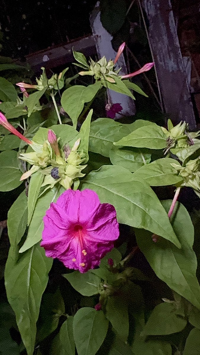 Gorosan603's tweet photo. 夜散歩🚶　その4
以上となります。
#秋晴れ #秋の訪れ #青空 #夜散歩 #お散歩ショット #日々の暮らし #空がある風景 #日常の記録 #お疲れ様でした
#AutumnVibes #AutumnDay #BlueSky #NightWalk #AutumnIsHere #DailyLife #HelloWorld #NatureLovers #PhotographyDaily https://t.co/WsWzW94w8Y