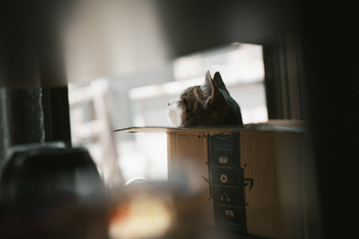 Yuki910828's tweet photo. 珈琲と猫 暮らしの写真 https://t.co/S9acHjjKh8