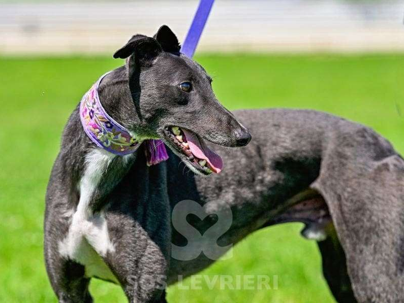 bonhomme69's tweet photo. This boyo is on his way across Europe in a greyhounds' (freedom) black mariah with his recently-retired colleagues, destination our couch.
#rehomed #exracers #rescue #adopt #levrieri #adotta https://t.co/T1ljjk2fC6