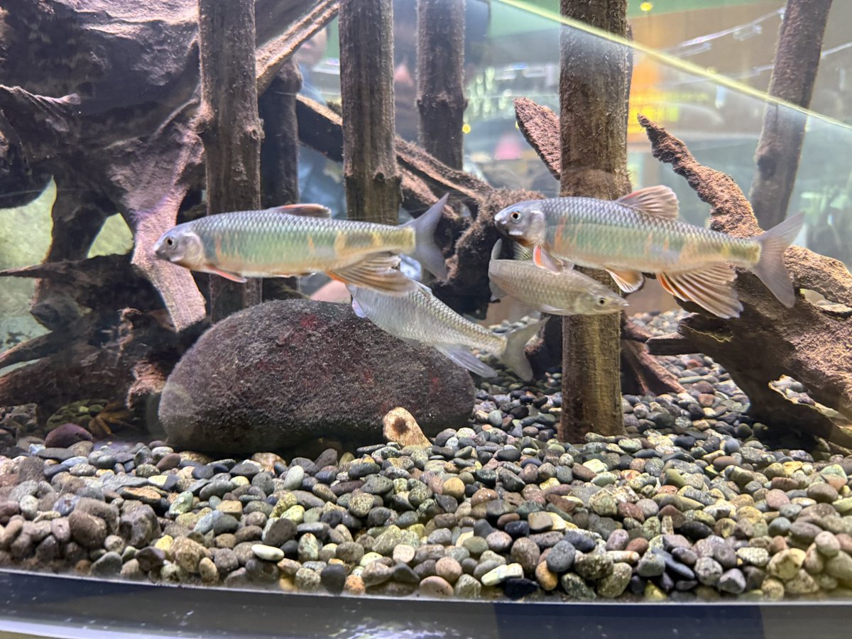 Radio_Beats's tweet photo. 相模川ふれあい科学館 アクアリウムさがみはら
初めて行ったけど、いいところだった！！
アオダイショウを触らせてもらった！！ https://t.co/BUjZBwDRNO