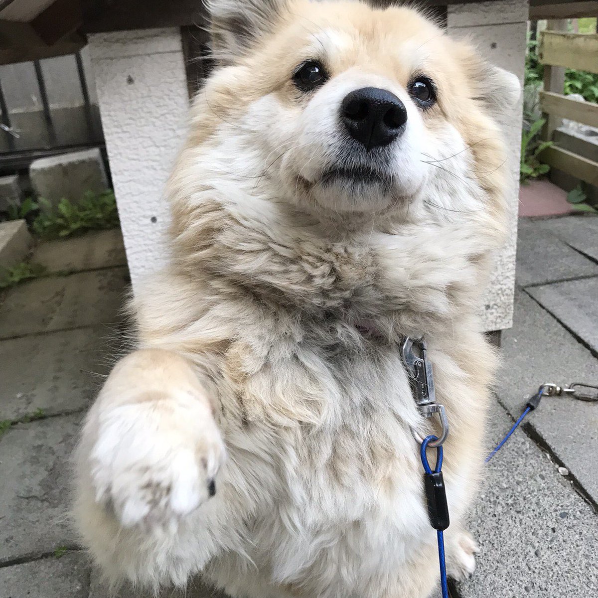 145__m__'s tweet photo. うちの実家の犬の出番だ https://t.co/OqR2ESW59h