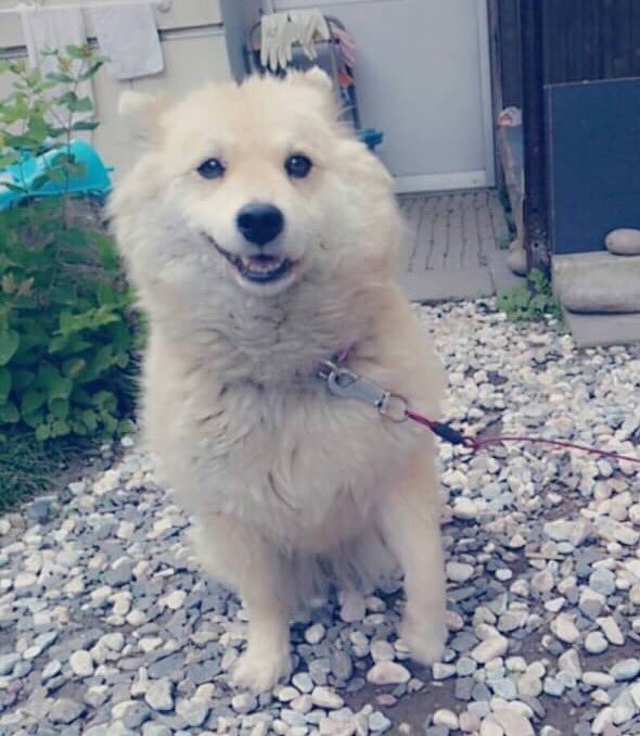 145__m__'s tweet photo. うちの実家の犬の出番だ https://t.co/OqR2ESW59h