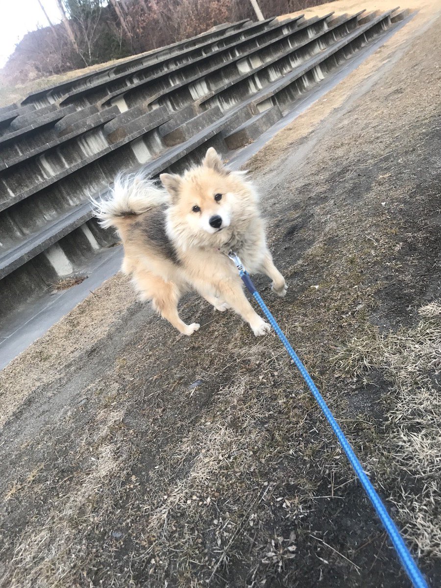 145__m__'s tweet photo. うちの実家の犬の出番だ https://t.co/OqR2ESW59h