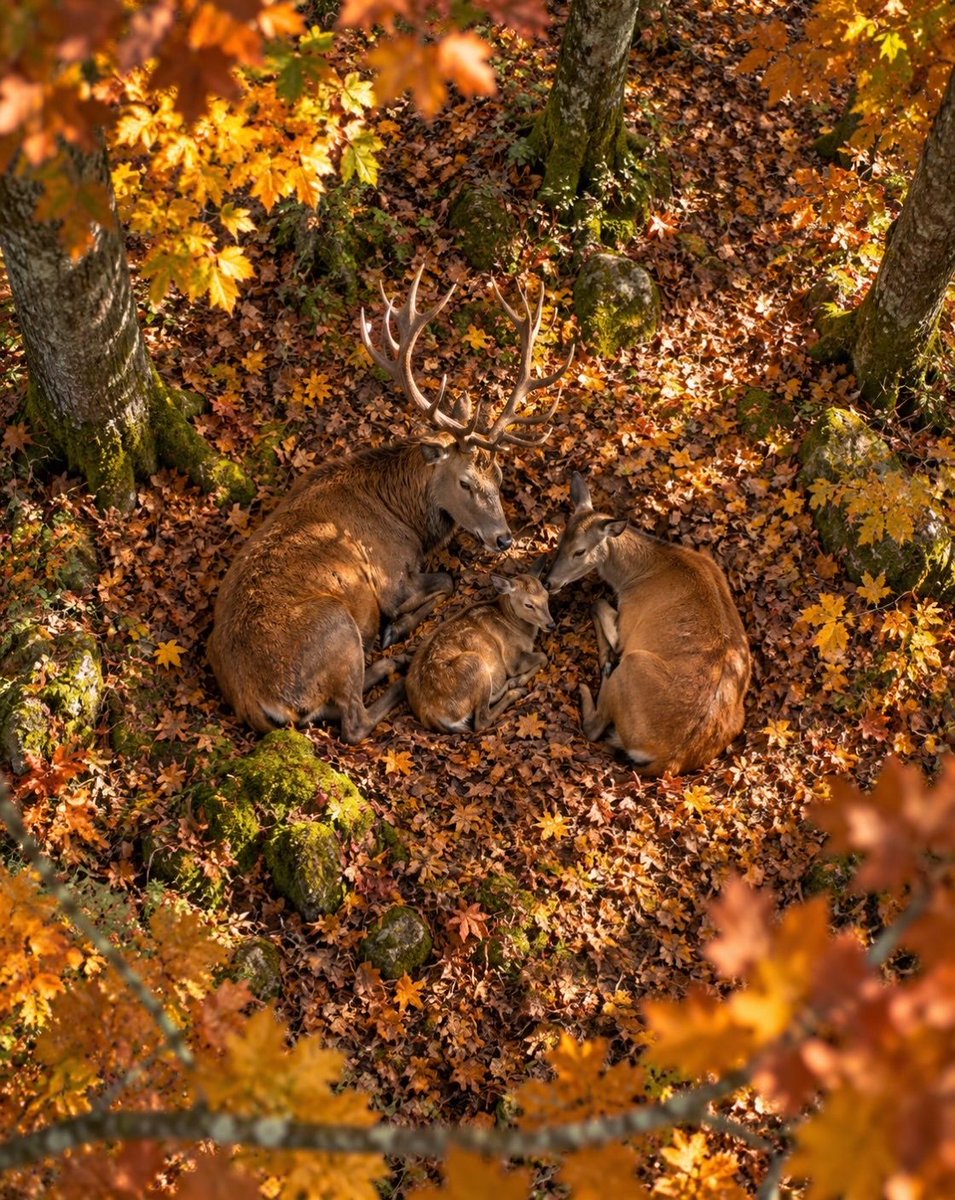 ramblingsloa's tweet photo. Our task must be to free ourselves by widening our circle of compassion to embrace all living creatures and the whole of nature and its beauty.

Albert Einstein https://t.co/hmFj7DjVUp