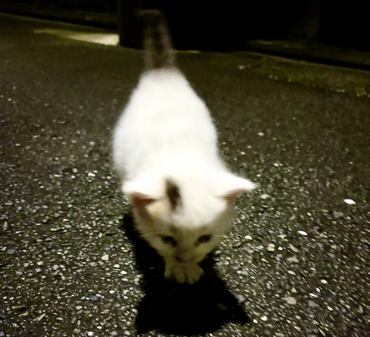 32Yhot's tweet photo. 迷子の迷子の子猫ちゃん、あなたのお家はどこですか？ https://t.co/1tlMWMbrKI