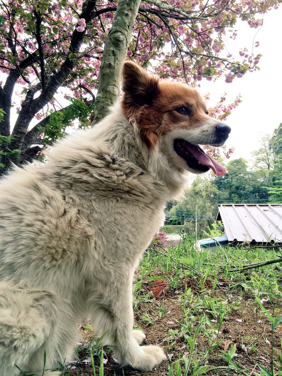 Yda1120's tweet photo. 雑種犬いいよね雑種犬

街や旅行やドッグランに連れていったらダメというか居心地悪くなりそうだけど、雑種いいよ雑種 https://t.co/GA8jGBaNzm