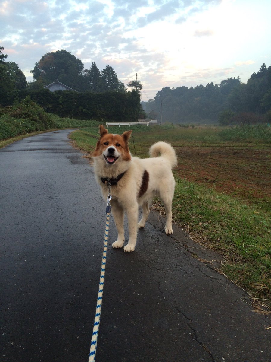 Yda1120's tweet photo. 雑種犬いいよね雑種犬

街や旅行やドッグランに連れていったらダメというか居心地悪くなりそうだけど、雑種いいよ雑種 https://t.co/GA8jGBaNzm