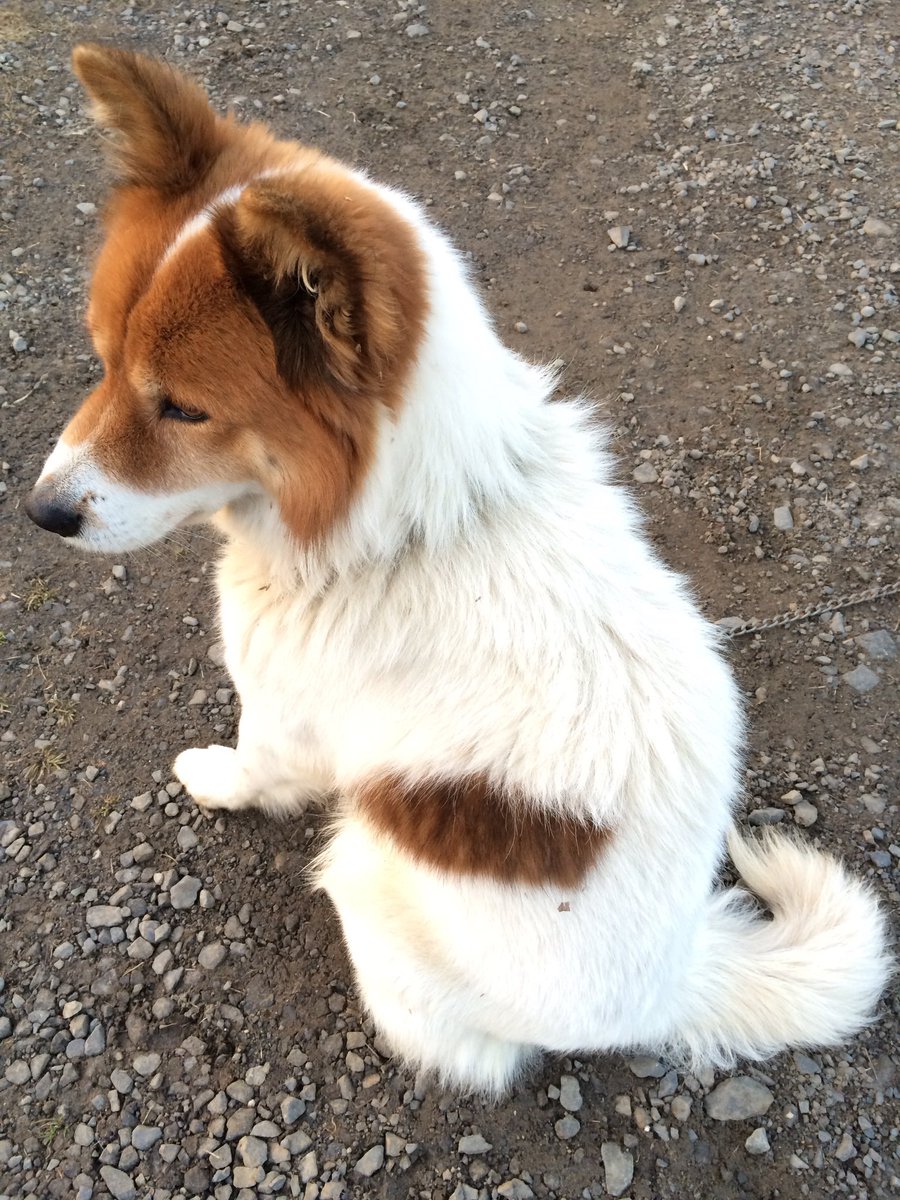 Yda1120's tweet photo. 雑種犬いいよね雑種犬

街や旅行やドッグランに連れていったらダメというか居心地悪くなりそうだけど、雑種いいよ雑種 https://t.co/GA8jGBaNzm
