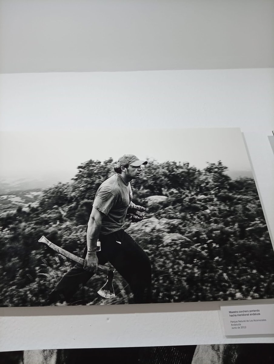 AytoBenalupCV's tweet photo. La exposición ‘SUBER’ sobre la saca del corcho, abierta hasta el domingo en el Centro Cultural Jerome Mintz #Benalup #MemoriaHistórica #Cultura #Tradiciones https://t.co/a7nj1ySuIJ https://t.co/BO3TfEgJJk
