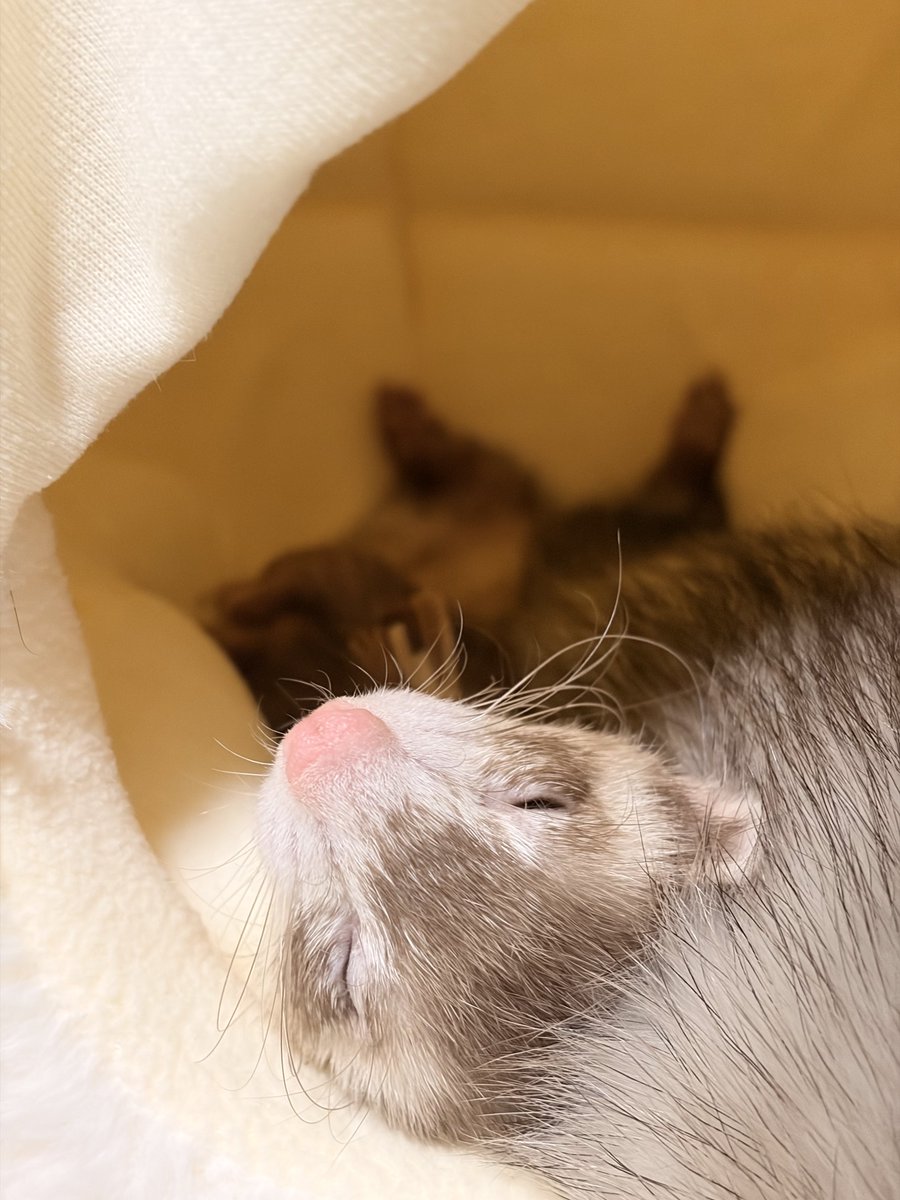 Chacha0201_'s tweet photo. 🐑💤 https://t.co/QQGstmwQlk