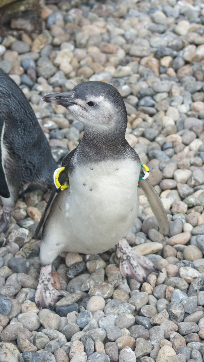 hosss_77's tweet photo. 生まれたばっかりのマゼランペンギンたち🐧🐧🐧

＃うみがたり　＃マゼランペンギン https://t.co/ojaYayeT92