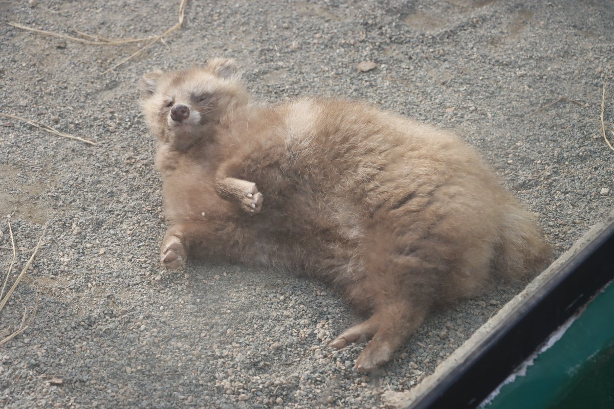 HaruhikoBoss429's tweet photo. きさき君
 #ホンドタヌキ
 #しろとり動物園
※2025/2/16 https://t.co/t3RiwGXFGF