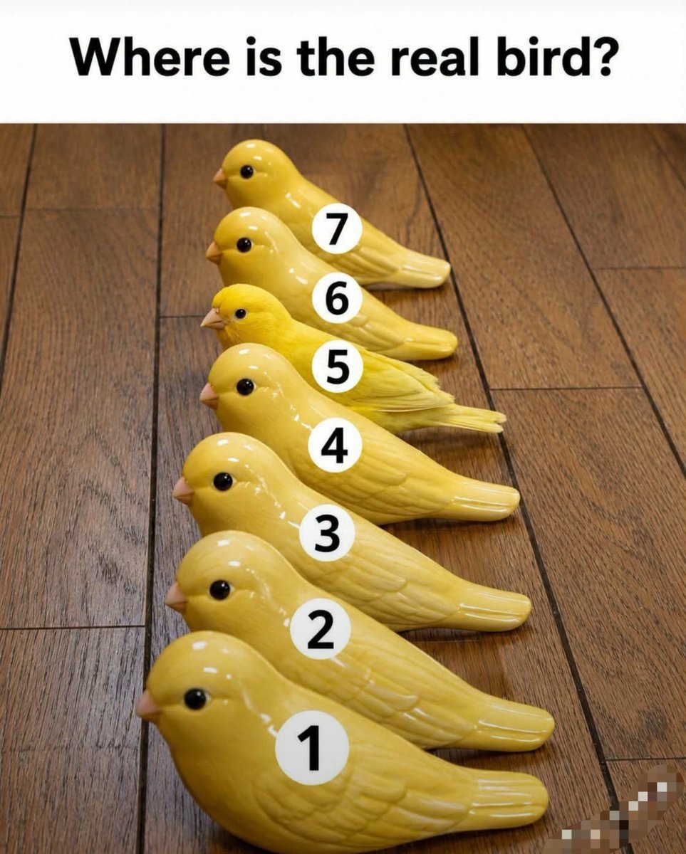 mrdogeus's tweet photo. Only the hawk's eye👀

Which one is the real bird 😏

No using Google 🚫 https://t.co/E11rox80Jc