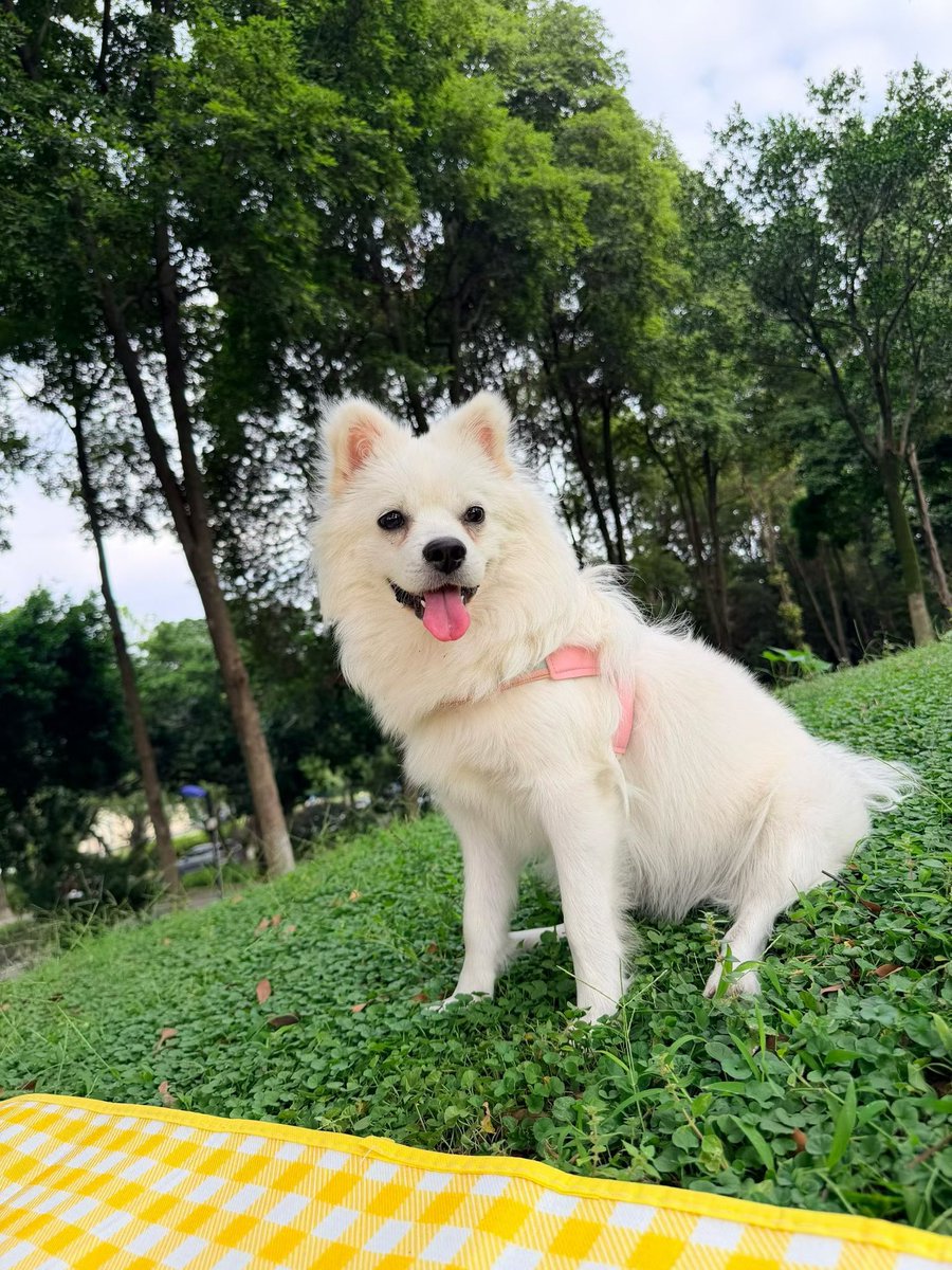 DearYoung28's tweet photo. 这狗子像不像某些人。 https://t.co/VuzMfAUnyF