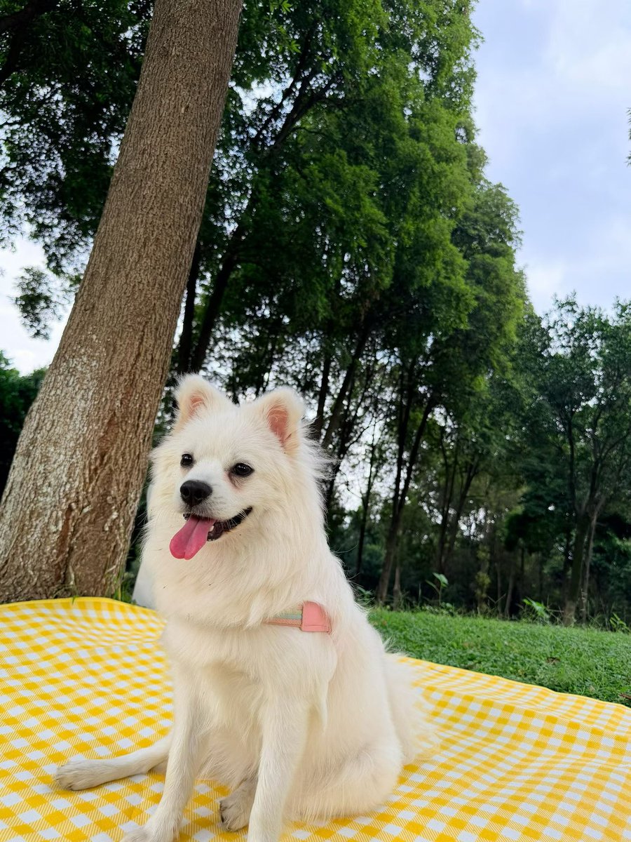 DearYoung28's tweet photo. 这狗子像不像某些人。 https://t.co/VuzMfAUnyF