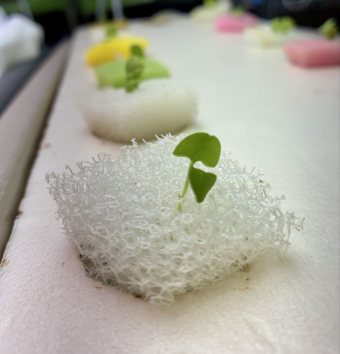 ohc_agriwell's tweet photo. 社会福祉法人横浜共生会
しんよこはま地域活動ホーム
（横浜市港北区:生活介護）
作業室4（通称:わくぽに）室内
有機水耕栽培

次の販売予定は11月14日(土)の
しんよこ地活の秋祭り

この時期、事業所のお祭りが続いて
メンバーさんの栽培も大忙し😆

#しんよこはま地域活動ホーム
#室内有機水耕栽培 https://t.co/MhvZq0fsfw