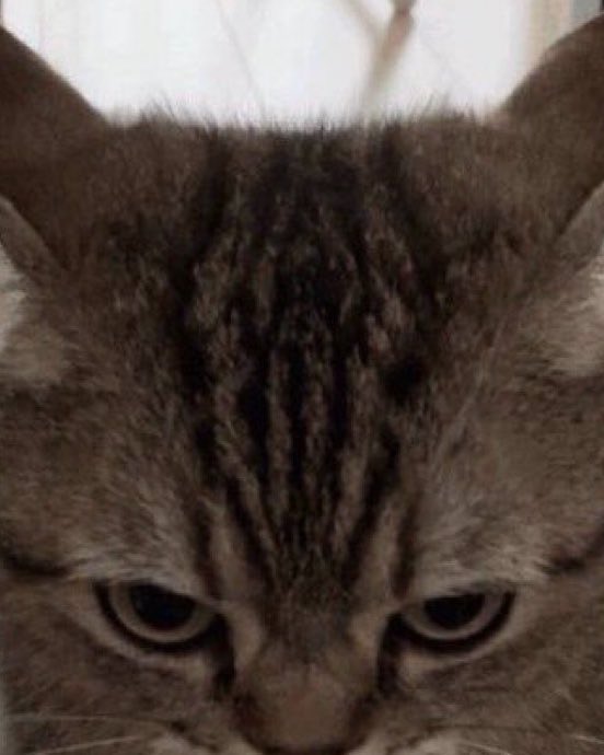 ryulkitty's tweet photo. ⦮ ⦯ ⟆ https://t.co/DMUFgu7cyv