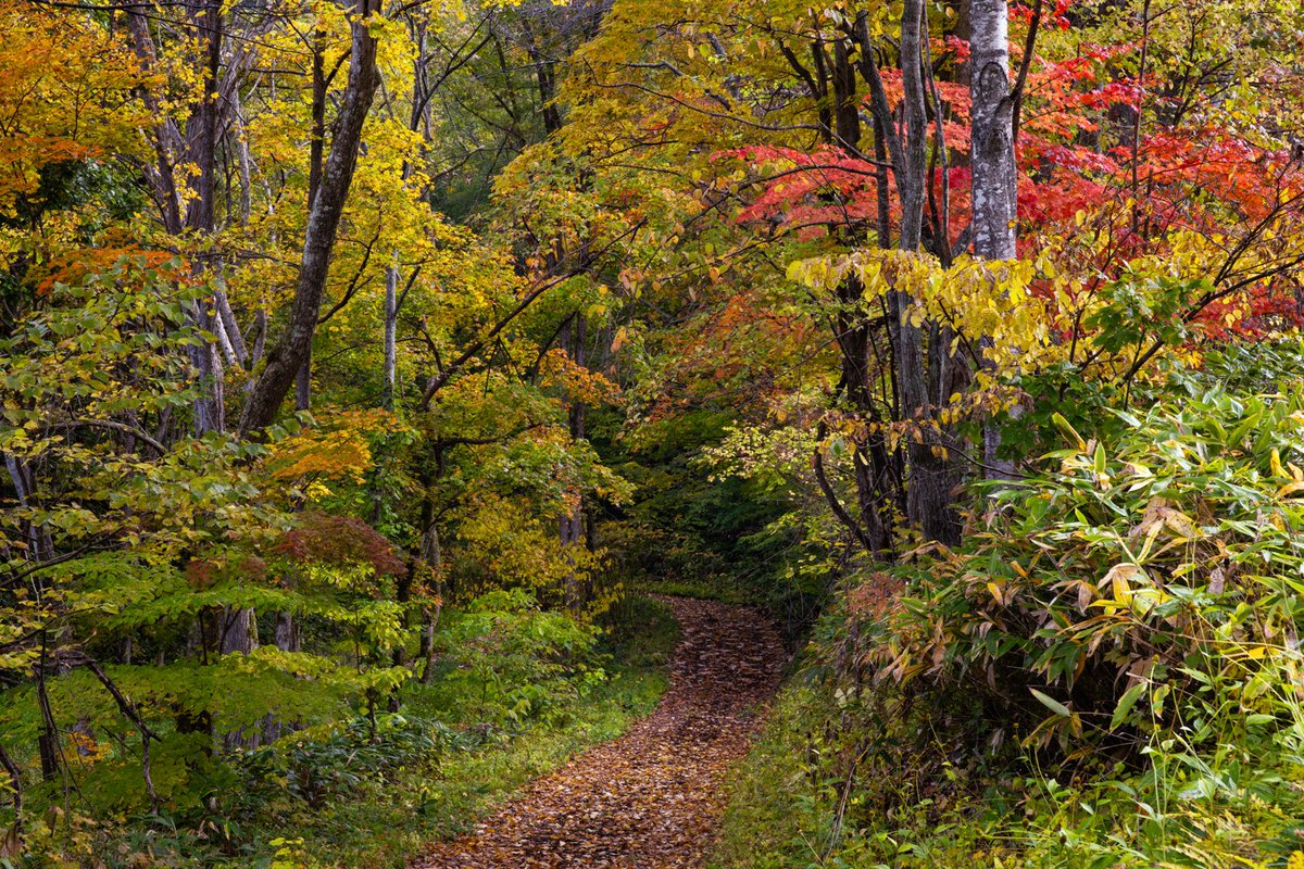 C_Yagi_photo's tweet photo. 北海道の秋って、こんなにきれいなんですね

朝の光も、山の色も、森の中も、どこを見ても楽しくて、ずっと撮っていたくなりました

少しでもこの空気が伝わったらうれしいです

井上さん（ @northern_inoue  ）、素敵な景色をたくさん案内してくださってありがとうございました！ https://t.co/o0mhGx1tli