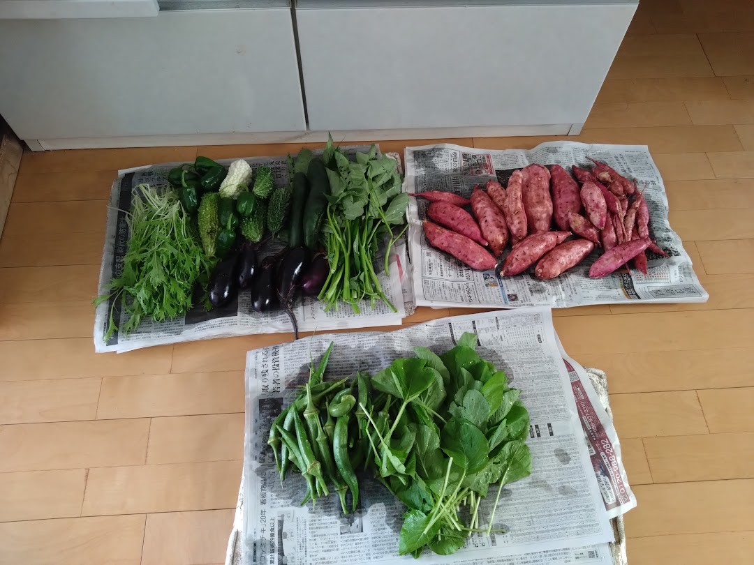take_poik's tweet photo. 本日の持ち株は前日比プラス。
少しだけどプラスでした、銀行系が弱かったかな。

最近の畑の収穫。
夏野菜と秋野菜の混在。
今日もお疲れ様でした。 https://t.co/TSBnRBbcOp