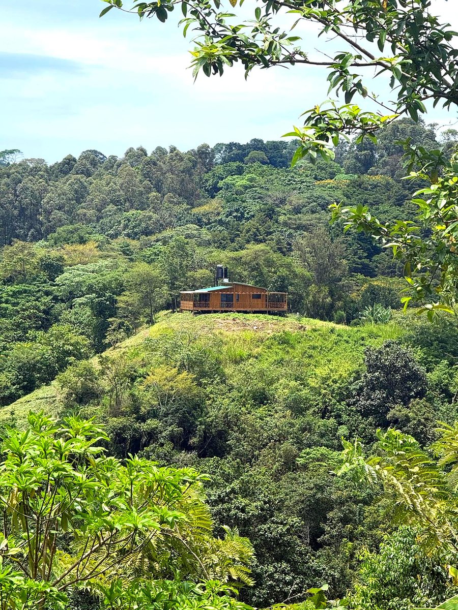 CallMeKulubya's tweet photo. My name is Kulubya. 
I have a background in sustainable forestry, wellness real estate, and the Science of the Environment. 

I believe in closing the housing deficit while putting forestry at the center of the discussion. For the last 5 years, I have been exploring the nexus between the built environment and Forests.

In providing a home for everyone, we also put impact at the forefront of our mission, such as replanting a football field of trees for each house built, carbon storage of about 10 tonnes of CO2 for each house, green jobs, happy families, among others.

Thank you for always following the journey of this work, and I am always happy to connect with like-minded people as well as be in similar discussions