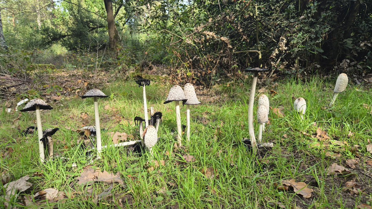 WilsPeter216641's tweet photo. ##vrtweer Genk 13.50
Paddestoelen bij de vleet https://t.co/1S6yZGFWgt