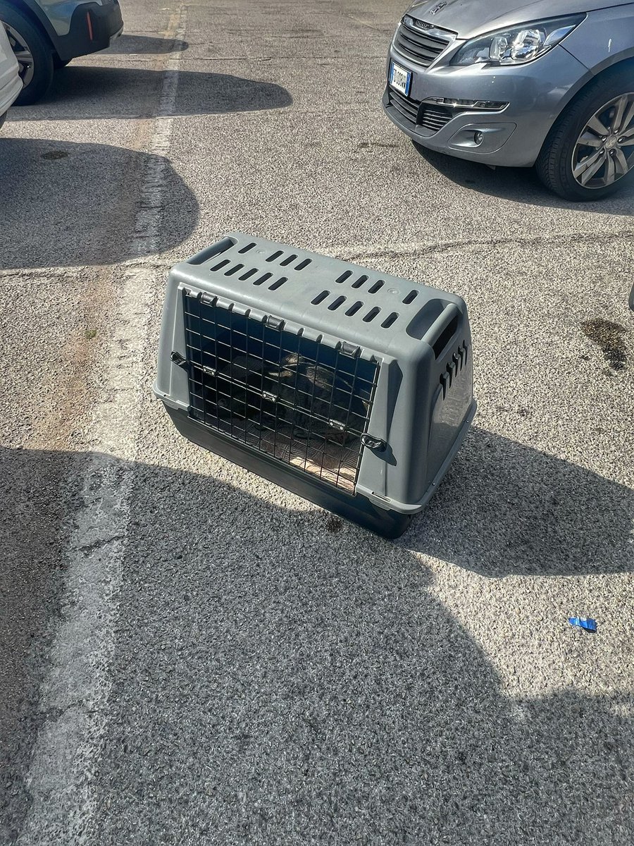 Casumptious's tweet photo. Tabby Tom is RESCUED! 🥰Spoke to Lidl staff they clarified he’d been dumped.☹️He walked right into the carrier. He is booked in with my vet for tomorrow, he is relaxed and getting used to our home and menagerie. His new wonderful life begins today, he will want for nothing. https://t.co/EeoNdtc0UI