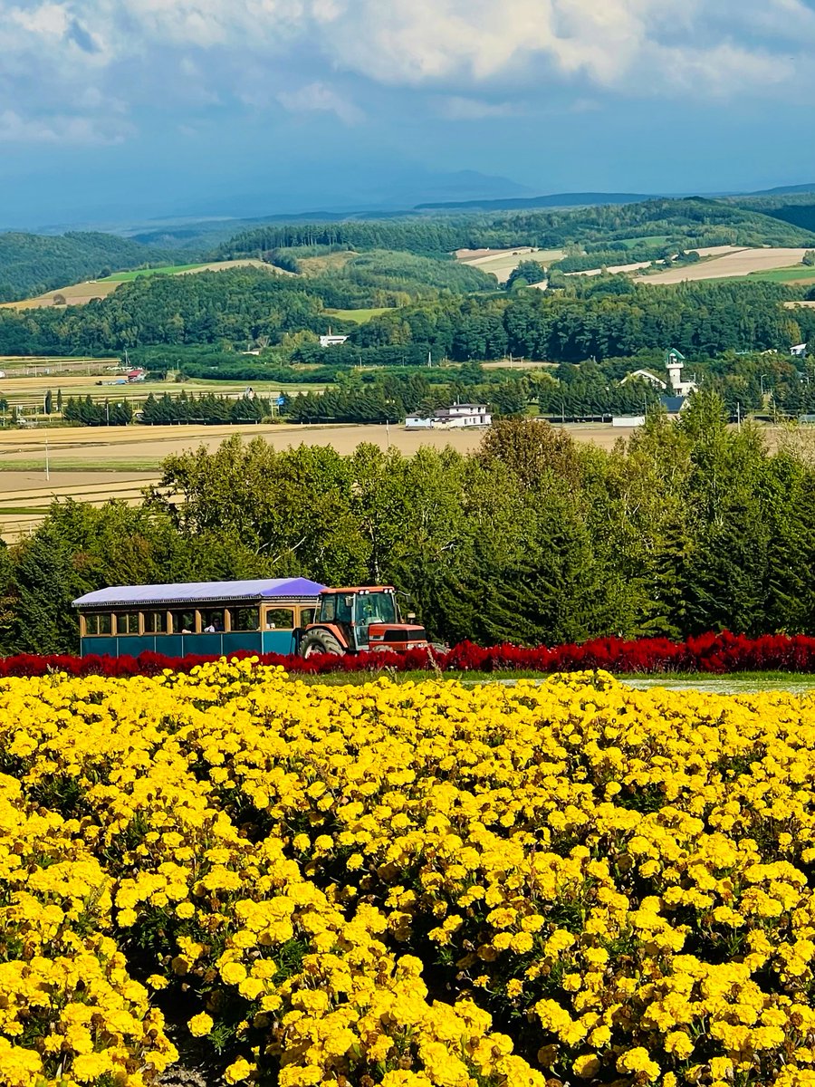 sfiea888_m_tx's tweet photo. マリーゴールドやケイトウのお花畑と田園風景
　　のんびりとトラクターバスが走ります🚜
　　ここは北海道　フラワーランド上富良野✨
　　　(トラクターバスは今季営業終了)

秋空のもと晴れやかな一日を😊

ブログを更新してます⬇️
お時間あれば読んでもらえると嬉しいです🙂 https://t.co/I0fP6rwhZZ