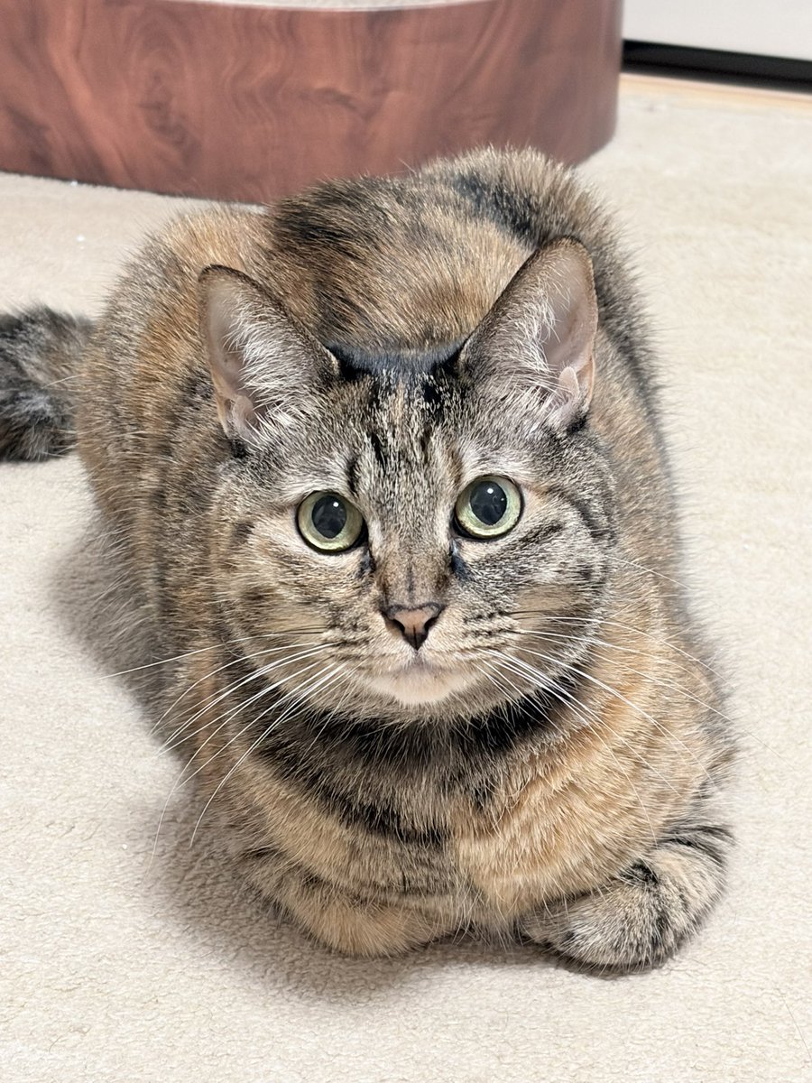 ReonCatCat's tweet photo. 顔がまるいねかわいい https://t.co/AFF4iQSTHT