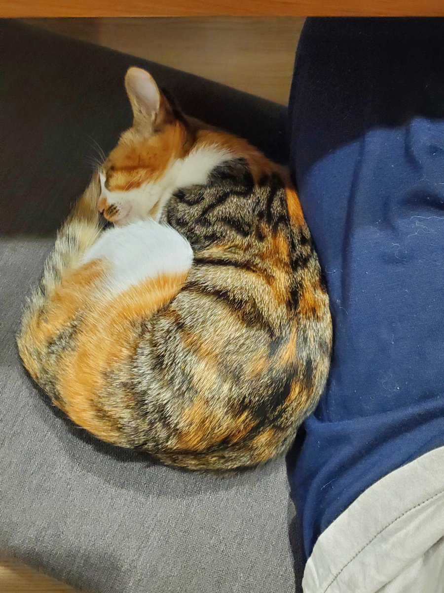 ennpaiyanohito's tweet photo. 段々とひらいていく子猫モナカ https://t.co/EICu7iKDoz