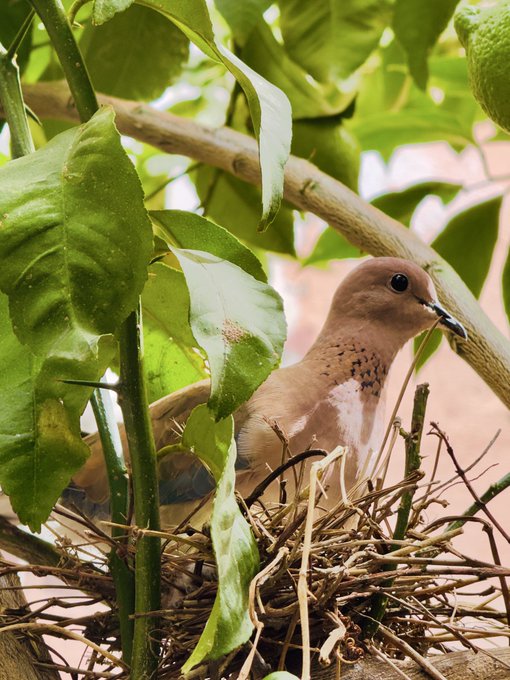 A dove with soft brown plumage and a distinctive speckled neck sits nestled in a twiggy nest among the lush green leaves and developing lemons of a citrus tree, perfectly illustrating the natural beauty found on the lemon tree.