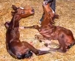 SkyeSudol's tweet photo. @TheFigen_ Wait, I actually had no idea horses could have twins. https://t.co/HfTnnMkaBY