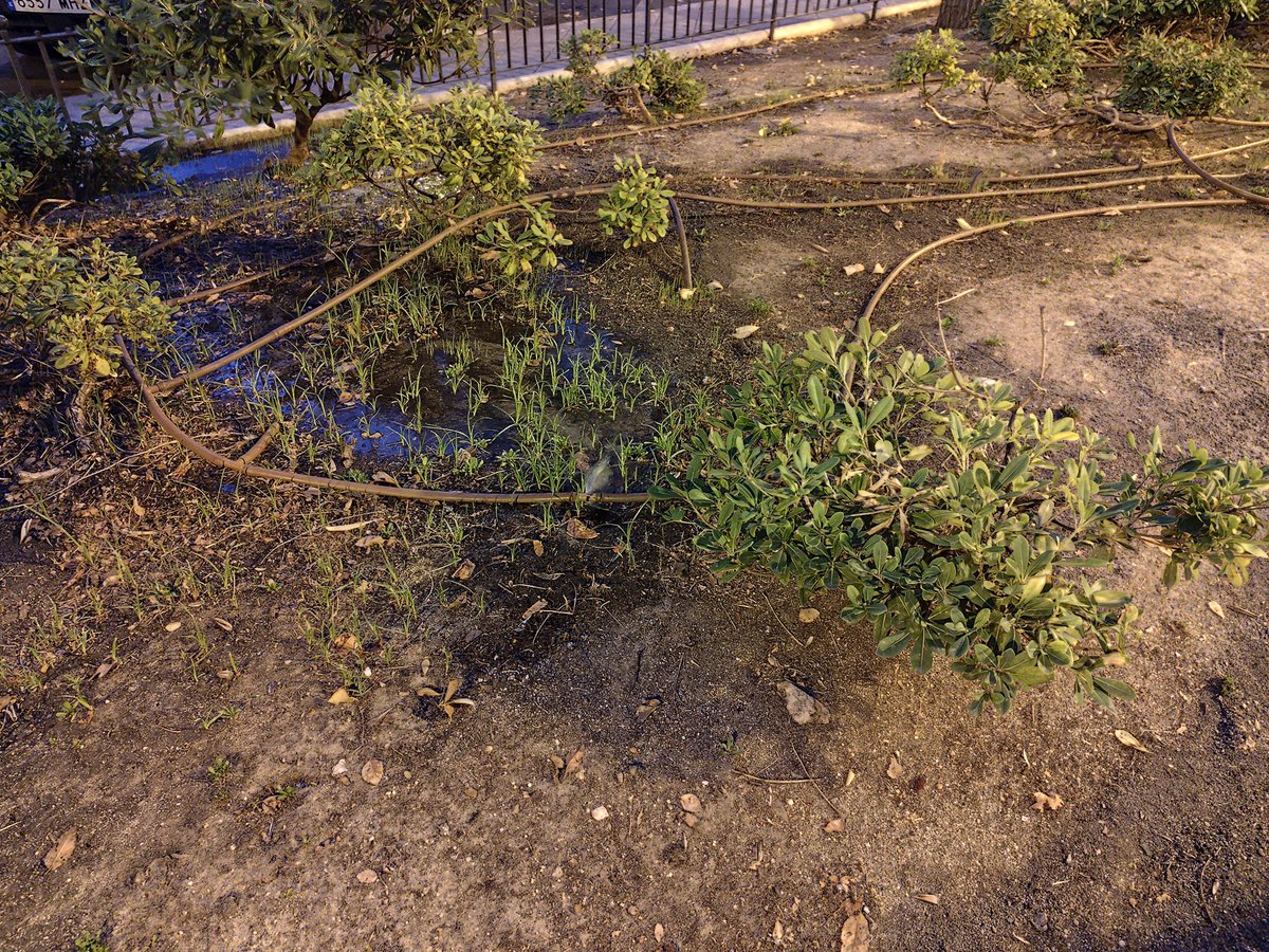 IsmaNogaless's tweet photo. Hola @AytoLeganes @Leganes_MAmb @vbonetatienza este riego por goteo en la zona verde de la Plaza Inmaculada lleva perdiendo agua toda la semana https://t.co/2GNucWebz1